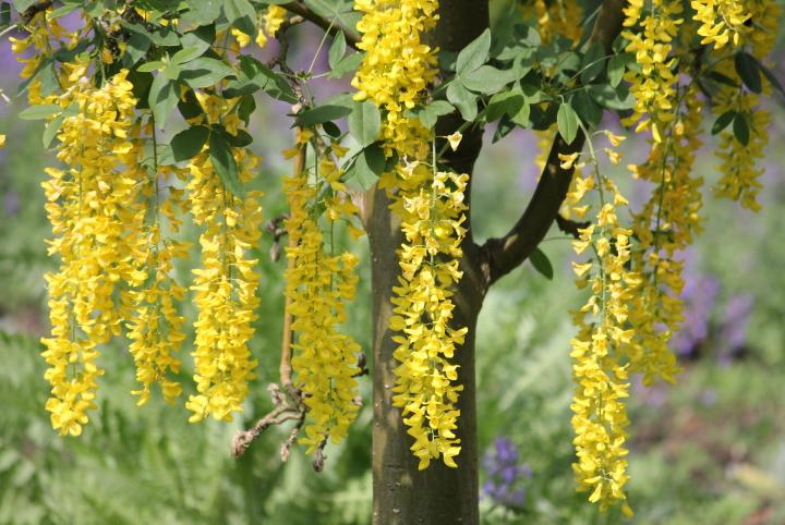 poisonous laburnum berries